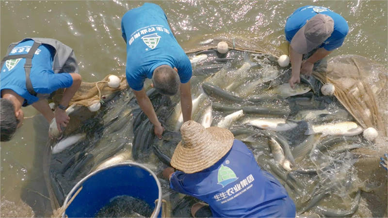 只吃草！對畝產(chǎn)10000斤說“不”！30年“深耕”一條魚